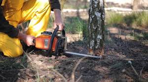 Trusted Beaver Dam Lake, NY Tree Removal and Landscaping Services Experts